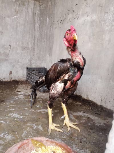 nawabi crass patha