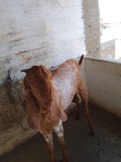 breeder full hight and active and white eye ma ha. . .