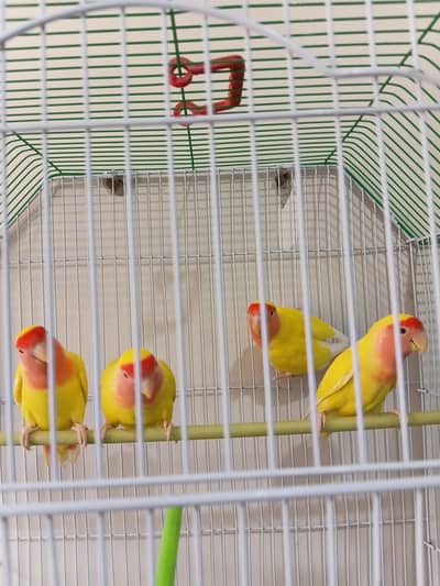 lotino pair love birds