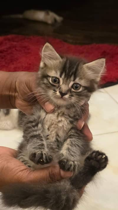 persian kittens for sale