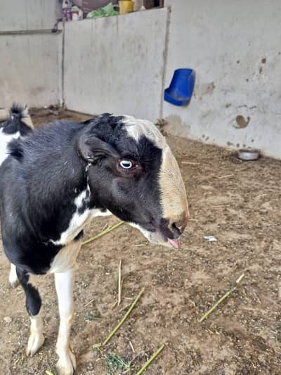 ABLUCK MALE GOAT