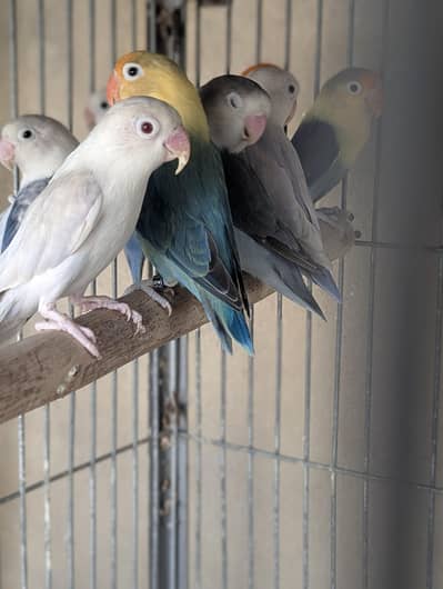 Love birds