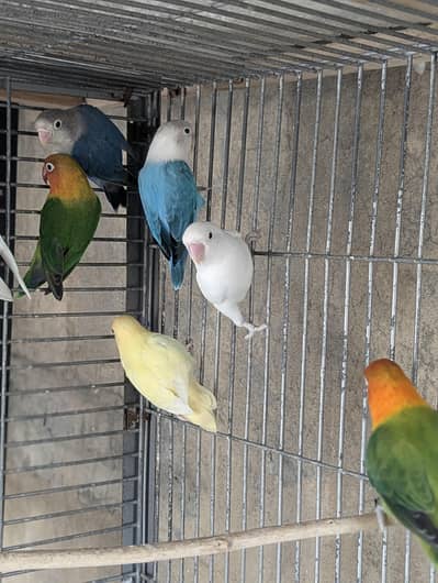 Love birds