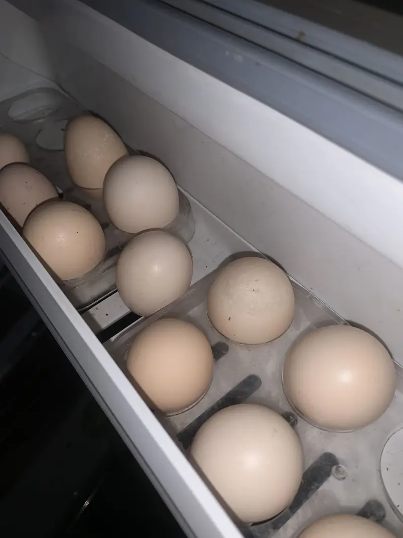 Assell eggs — photo 2