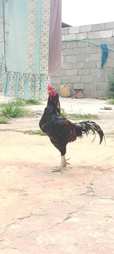 acha baridar Morga hi nasal bi acha hi