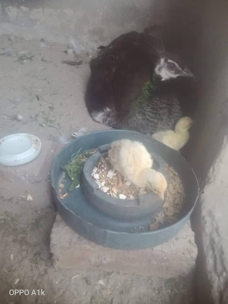 Pair and chicks 3