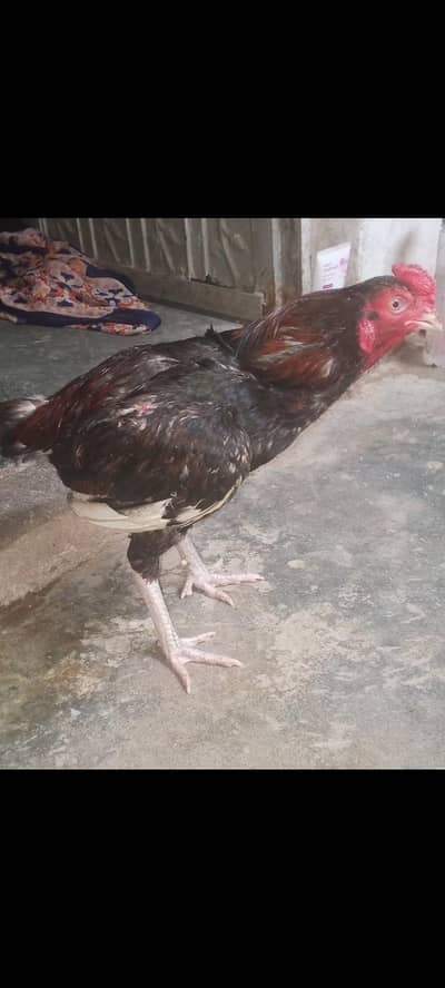 healthy aseel pair for sale