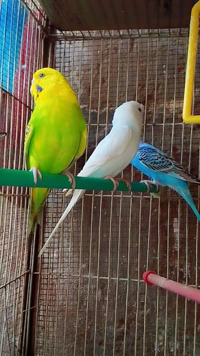 healthy birds red eyes, tufted budgies, normal budgies