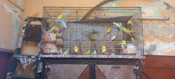 budgie for sale pair