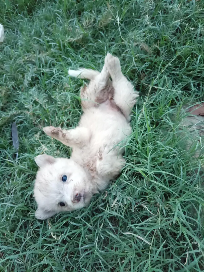 Russian Dogs — photo 2