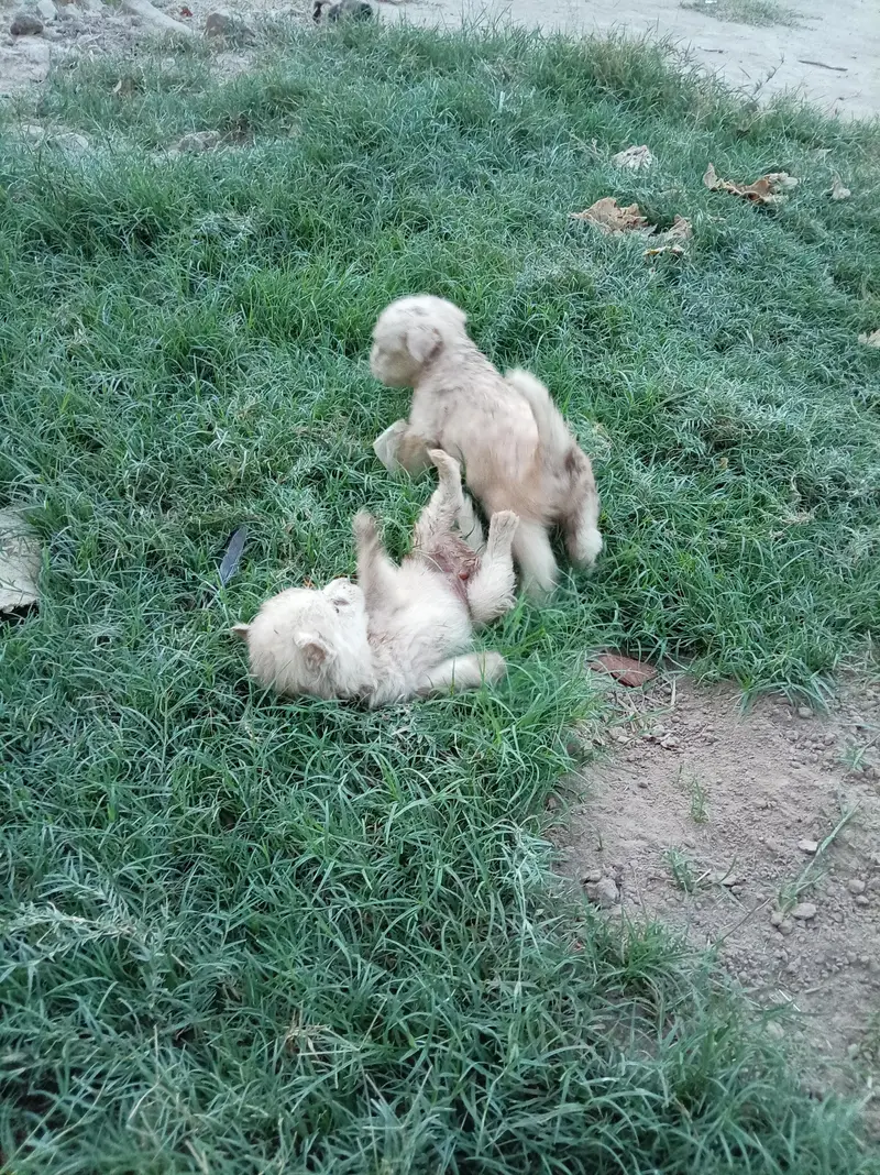 Russian Dogs — photo 3