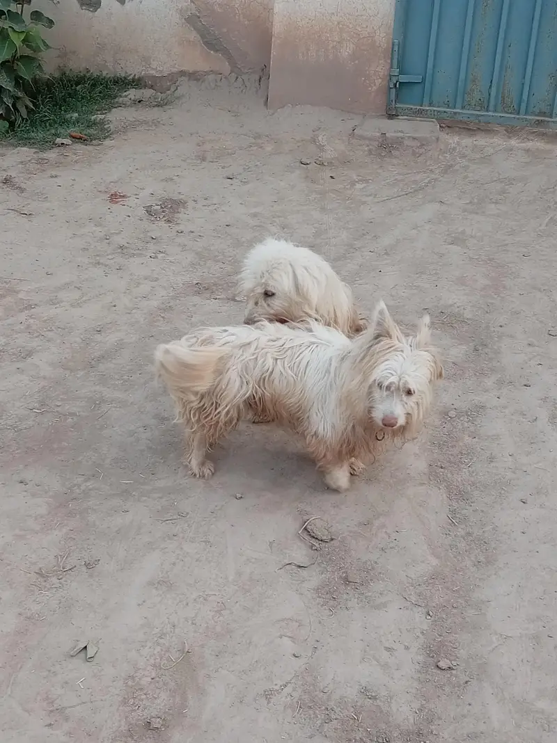 Russian Dogs — photo 4