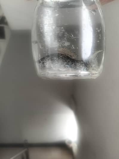 Healthy mountain molly fish for sale