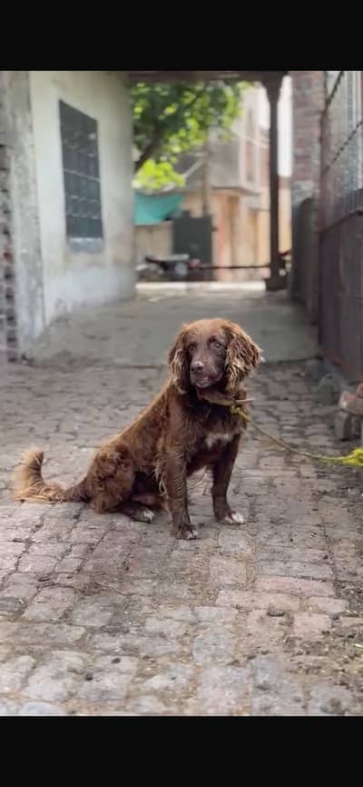 cocker SPANIEL MALE EXCHANGE AND ALSO FOR STUD WITH LABRADOR