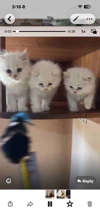 Persian cat kittens