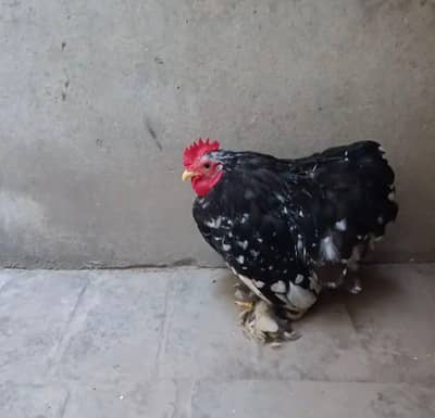 molted bantam breedr male