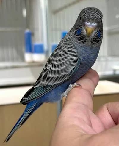 Black Face Split Black Wing's Parrot's