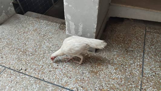 sell 4 hens and 1 roaster