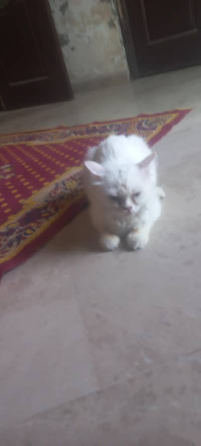 Persian cat