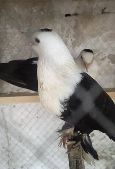 Pigeos