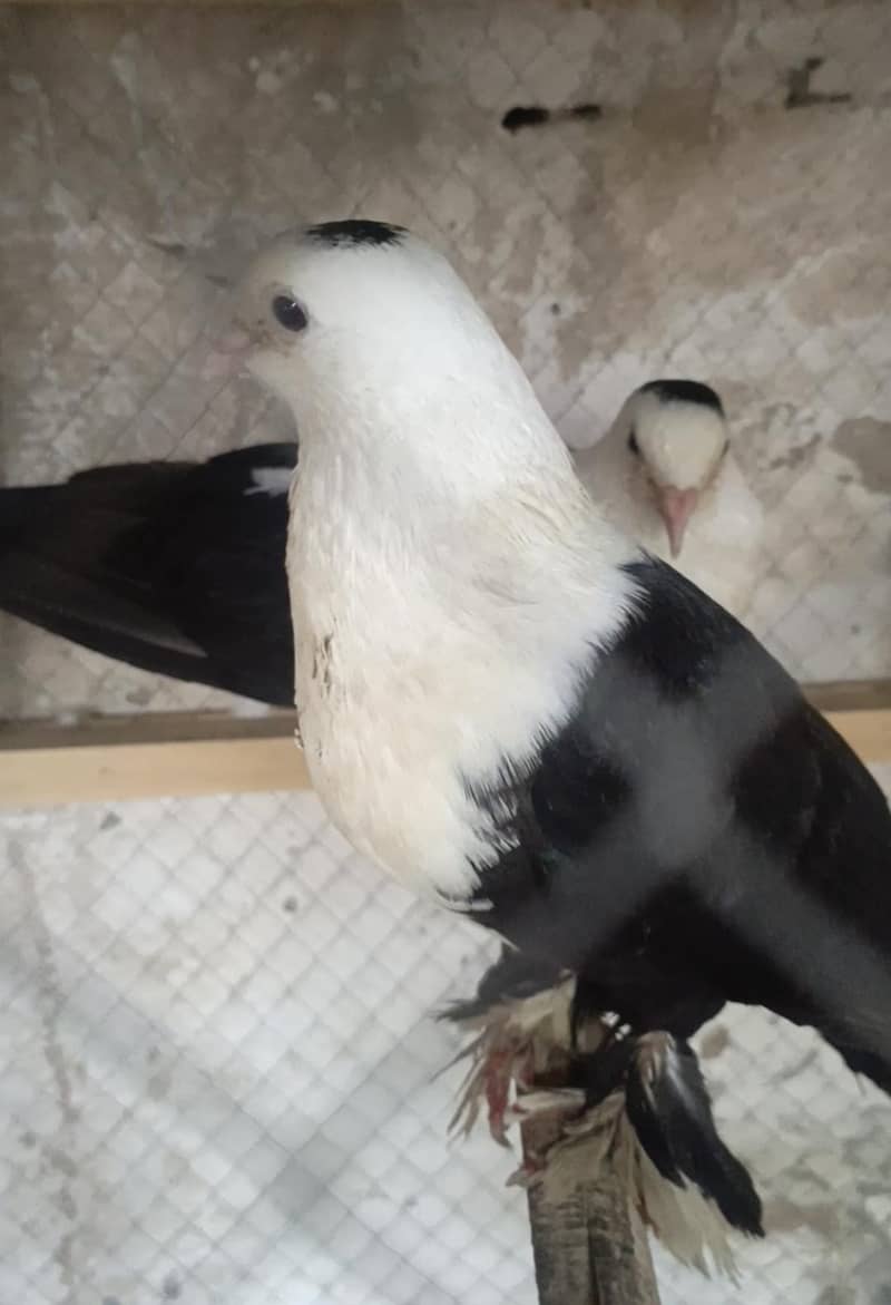 Pigeos 0