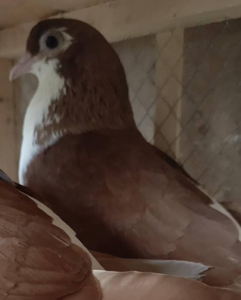 Pigeos 1