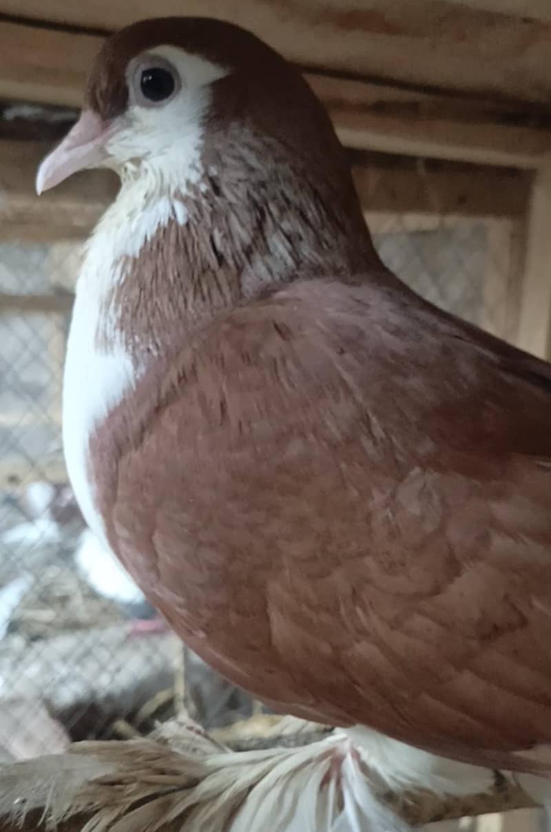 Pigeos 2
