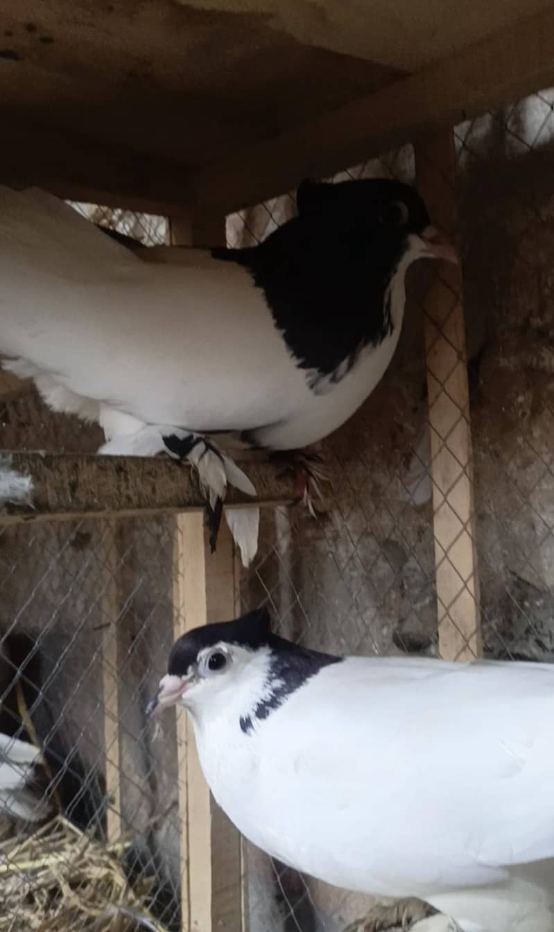 Pigeos 3