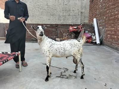 my lovely goats