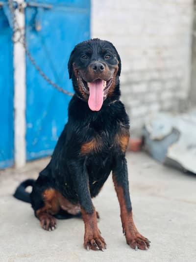 Rottweiler puppy male  for sale my contact no 03246121185