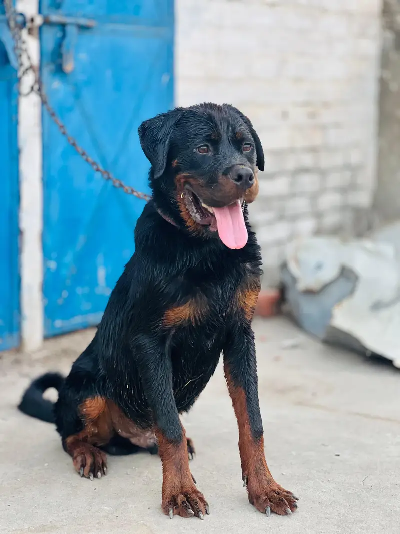 Rottweiler puppy male  for sale my contact no 03246121185 — photo 2