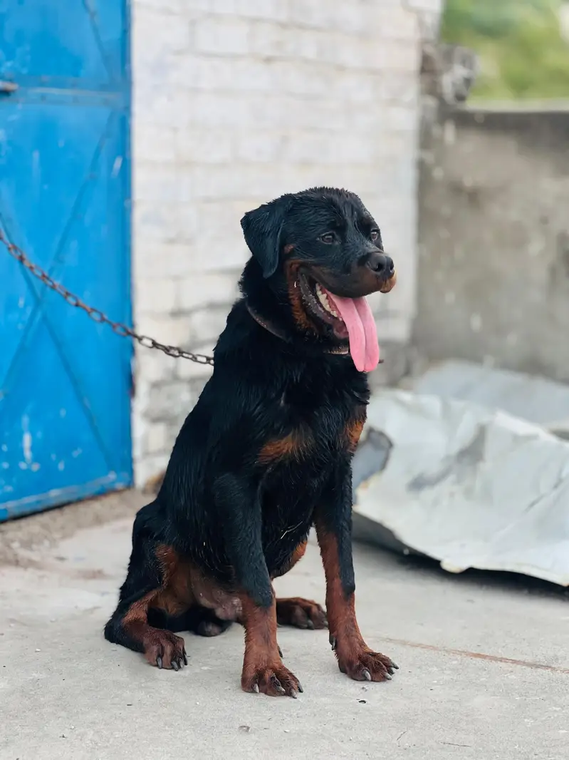 Rottweiler puppy male  for sale my contact no 03246121185 — photo 3