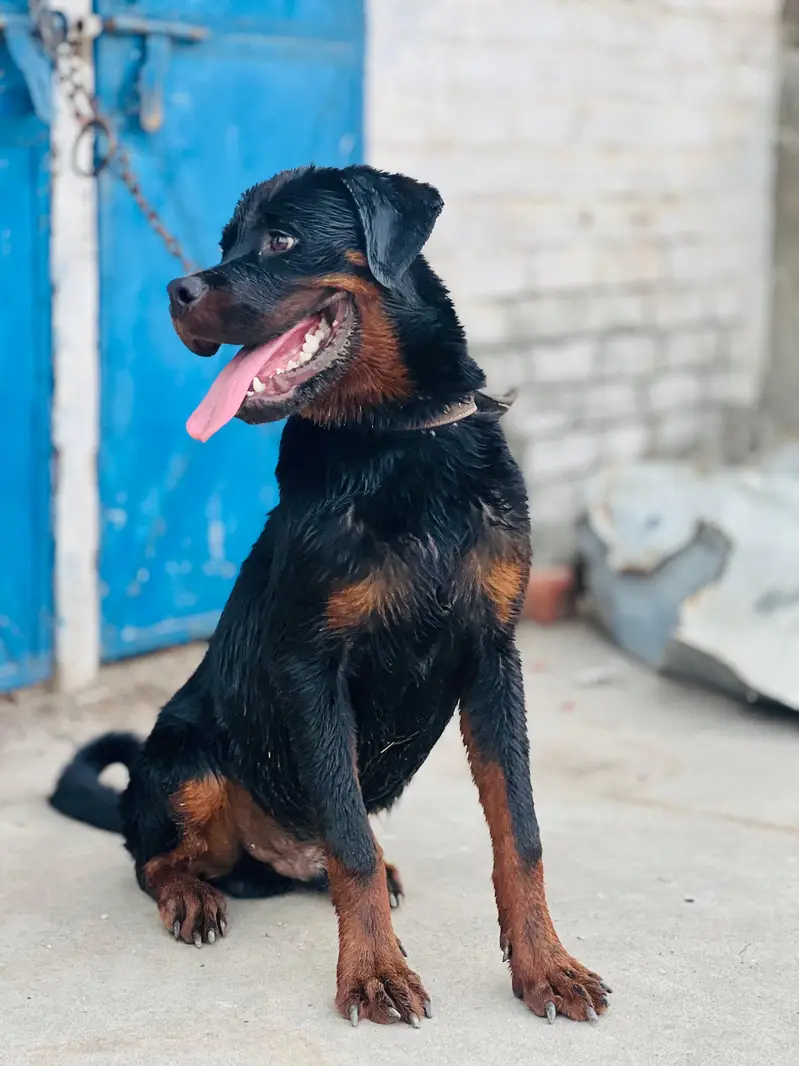 Rottweiler puppy male  for sale my contact no 03246121185 — photo 4