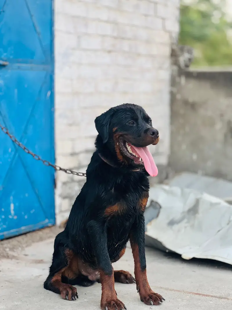 Rottweiler puppy male  for sale my contact no 03246121185 — photo 5