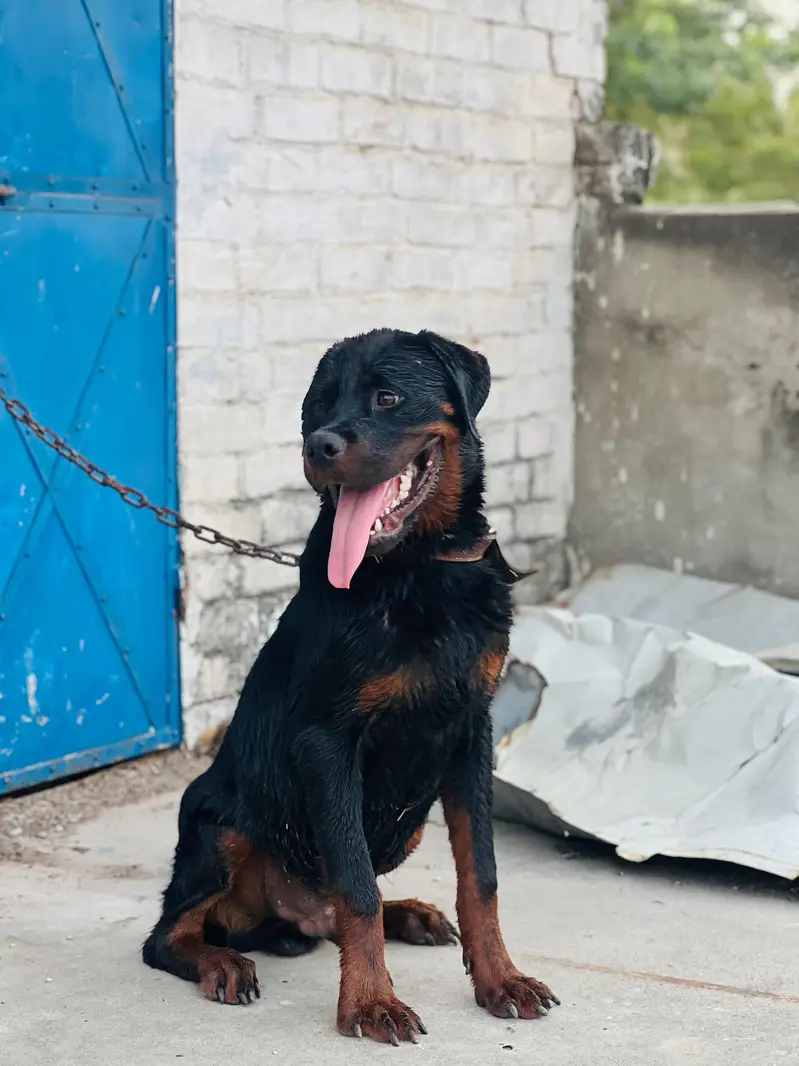 Rottweiler puppy male  for sale my contact no 03246121185 — photo 6