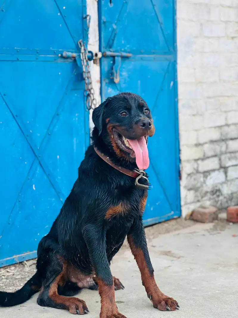 Rottweiler puppy male  for sale my contact no 03246121185 — photo 7