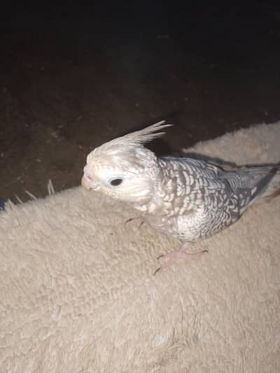 tamed cockatiel pair
