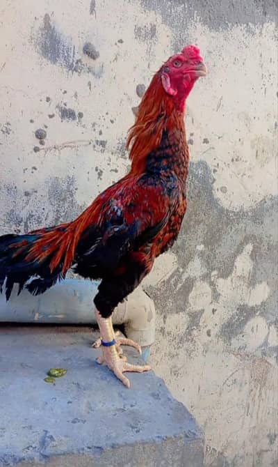 gamer shamo aseel  bird best quality    contact(03401441049)