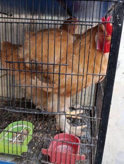 golden puff male and female