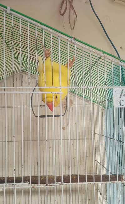 yellow ringneck pair for sale