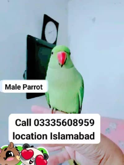 Hand Tamed Full Friendly Green Ring Neck Male Parrot Jumbo Size