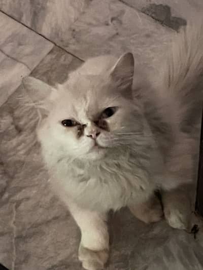 ODD EYES PERSIAN TRIPLE COATED MALE CAT