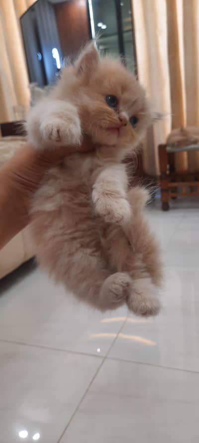 persian kittens for sale