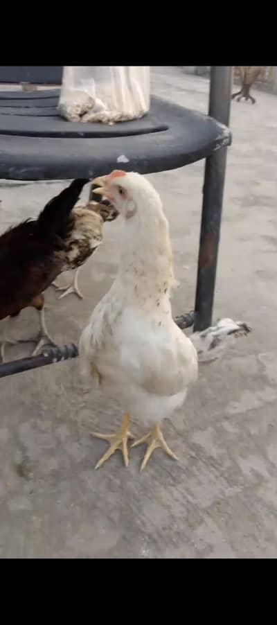 home breed healthy hens available in reasonable price