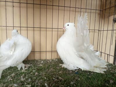 White Indian Fantail Breeder Pair