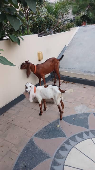 bakri and uska bacha for sale