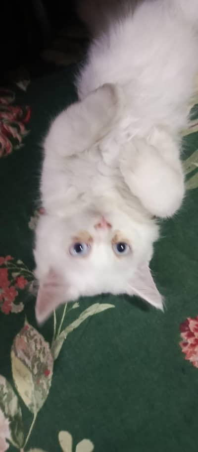 kitty for sale