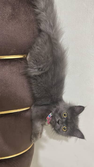 CAT FOR SALE 