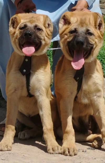 Kurdish kangal puppies / security dog / kurdish kangal pair
