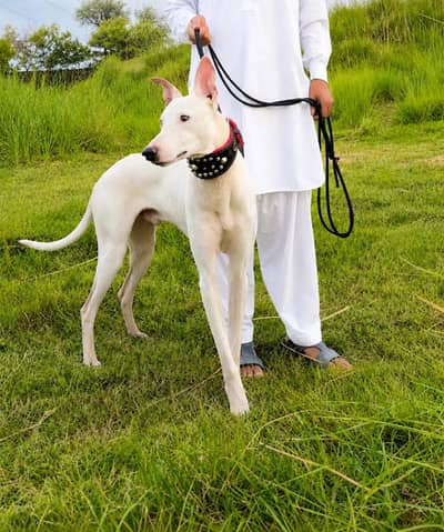 tazi cross gultair dog/male tazi dog/tazi gultair/security dog for sal